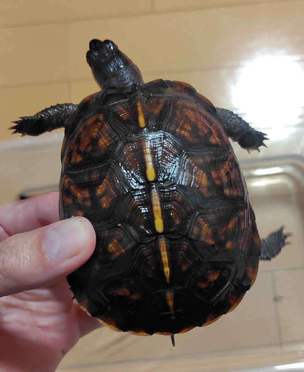 ruta_turtle's tweet photo. 2026/5/2
ブラックガルフ https://t.co/3C38YWgUq0