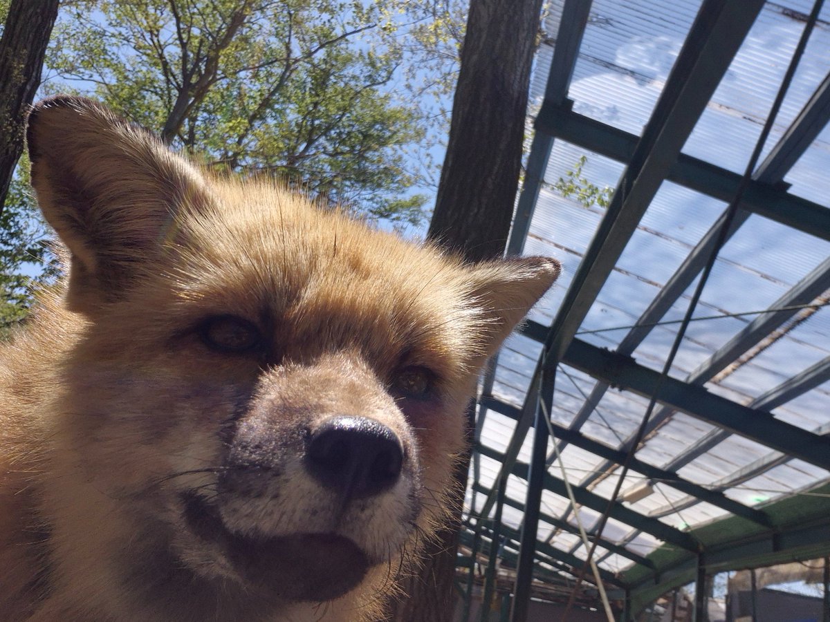 宮城蔵王キツネ村(公式)🦊 tweet media