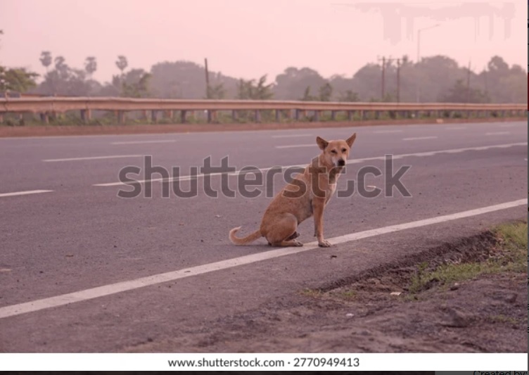 Suvendudaskol's tweet image. #suvendudasimages
#photooftheday
#picoftheday #photographDaily