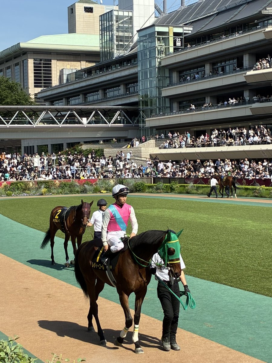 🏇競馬ランナー🏃牡馬34 tweet media