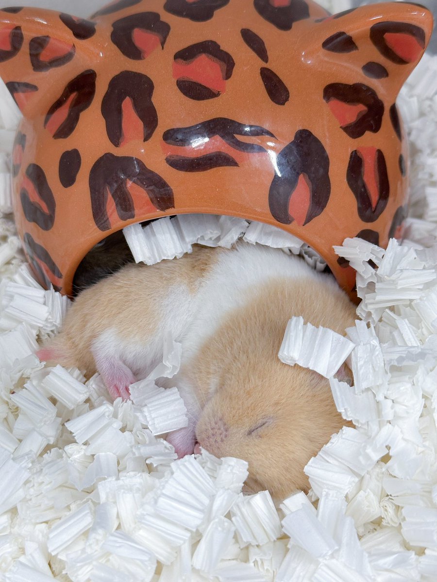 【決定しました】ハムスター飼育✖️３セット・プラスα（キャンセルになりましたので、再々投稿です） A1mRRWzdH-L.jpg