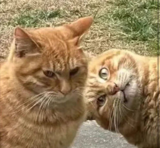 癒しの動物 tweet media
