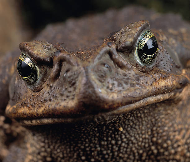 frog tweet media