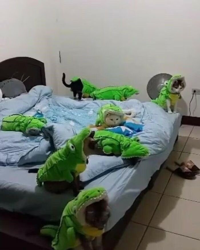 gatos fazendo gatices tweet media