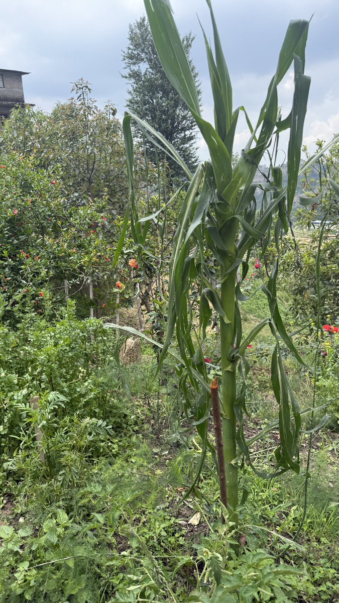 sg_sajan's tweet photo. किसानहरूको मकै, अनार, एभोकाडो तथा अन्य अन्नबाली र फलफूल असिनाले सखाप पारेको अवस्था छ। किसानलाई र उनीहरूको पसिनाको मूल्य नदिई देशको प्रगति सम्भव छैन। बारिको अबस्था। https://t.co/F4zl1rHPDB