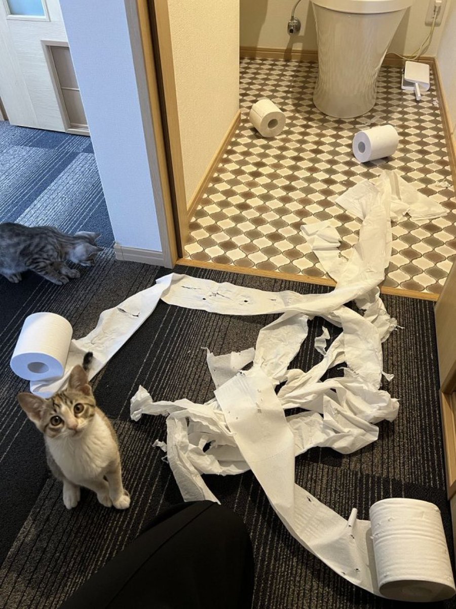 癒しの動物 tweet media