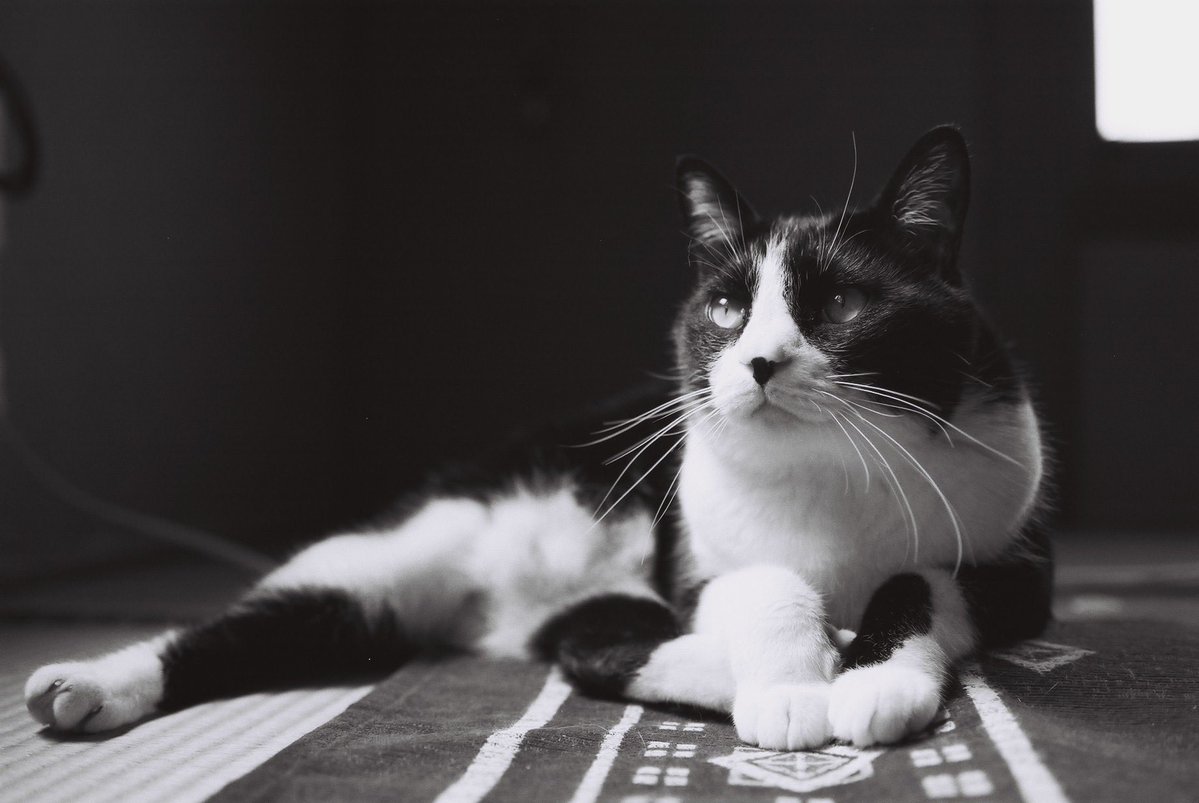 HiroakiO29983's tweet image. #ilfordpanf50
#nikonf5
#filmphotography