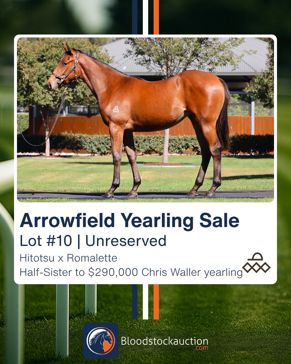 Bloodstockauction.com tweet media