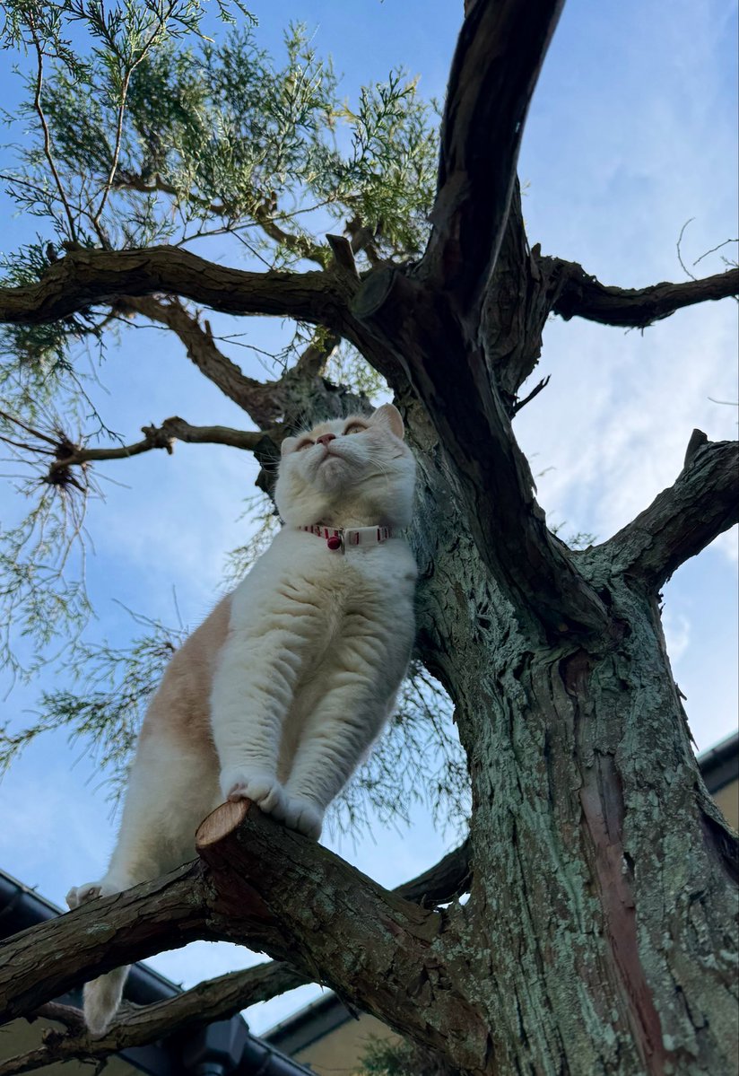 モカ猫 tweet media