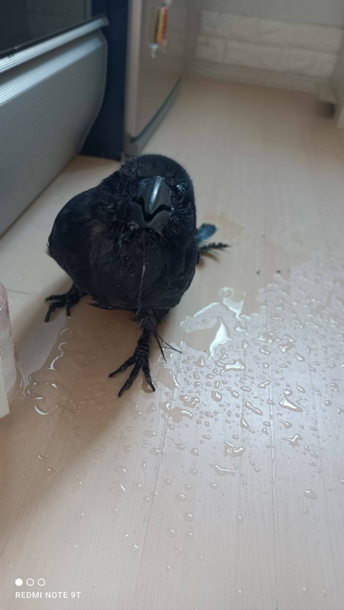 黒山たお tweet media