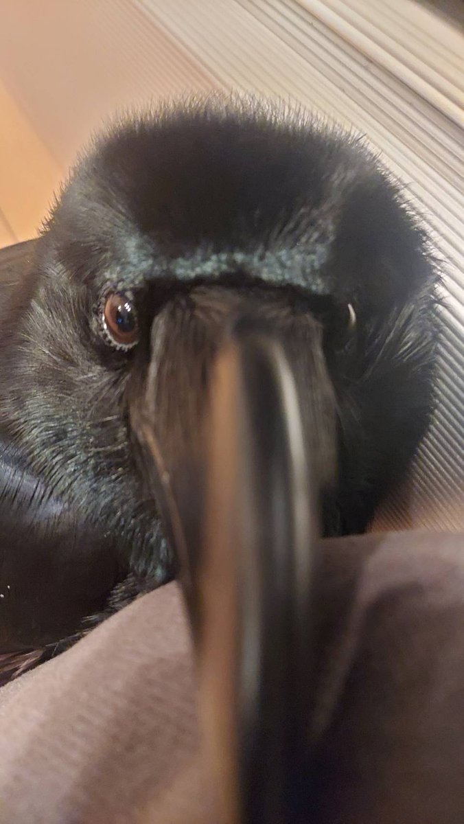 黒山たお tweet media