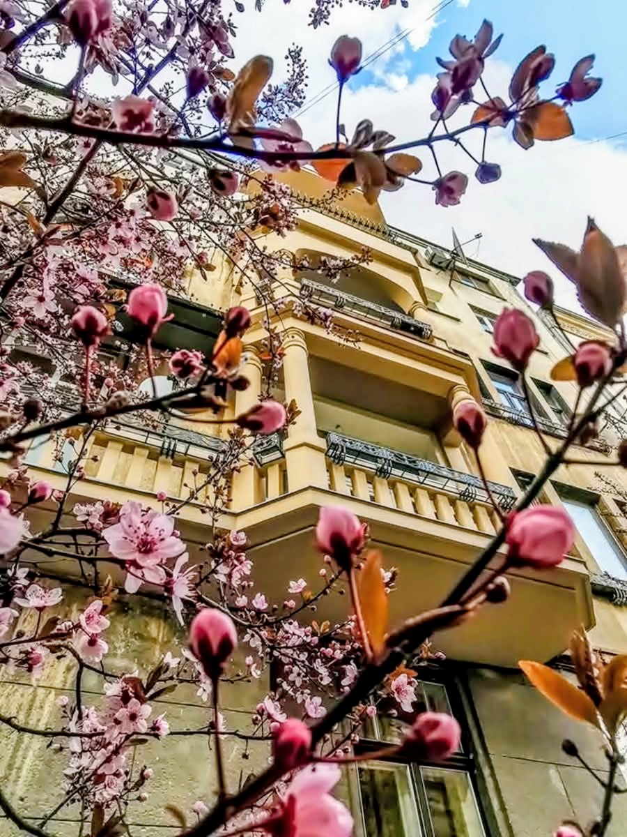 ar7012007's tweet image. 📸#NaturePhotography #NatureLovers #весна #lviv
