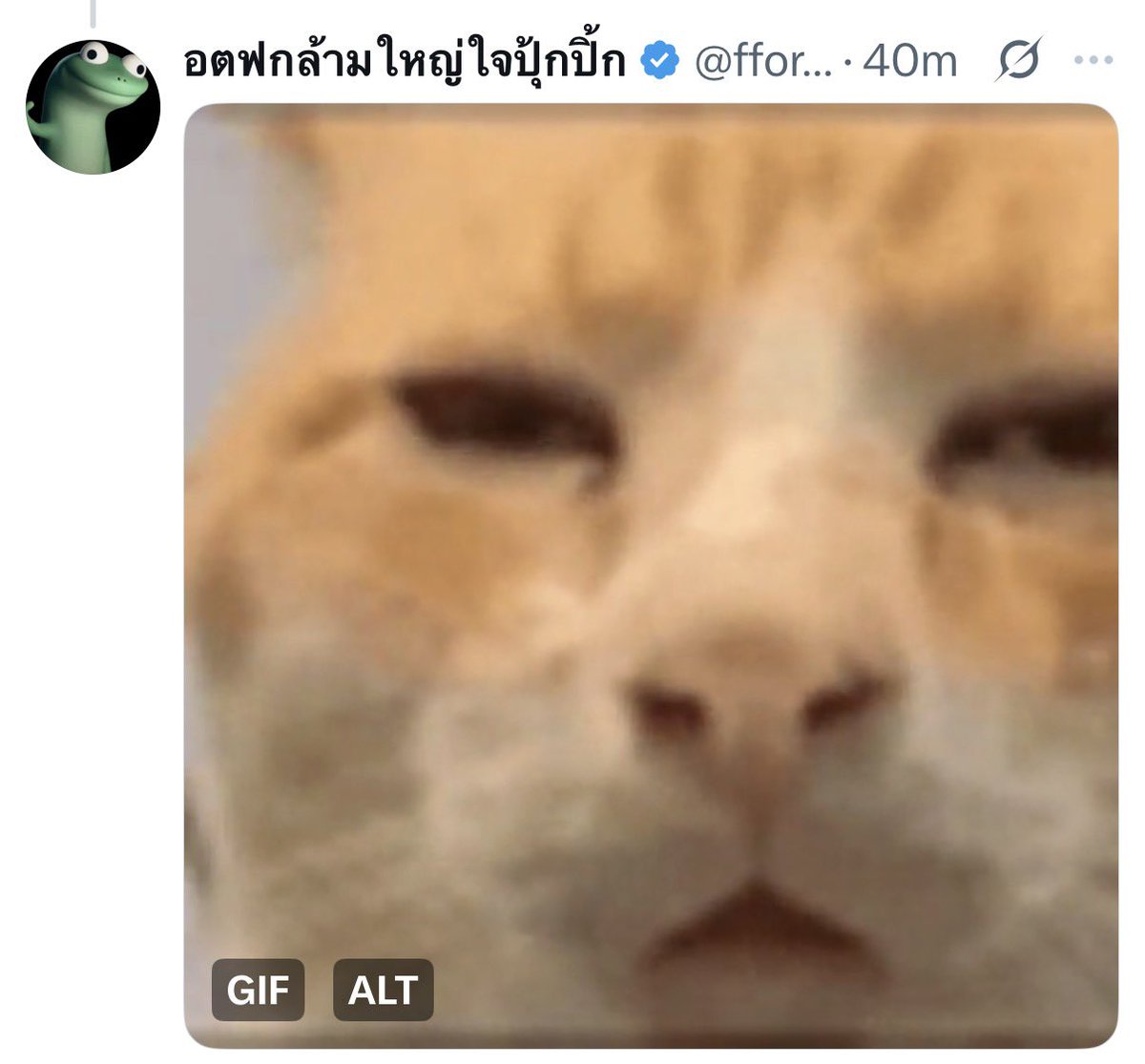 FossBoo_ 🦊🍅 tweet media