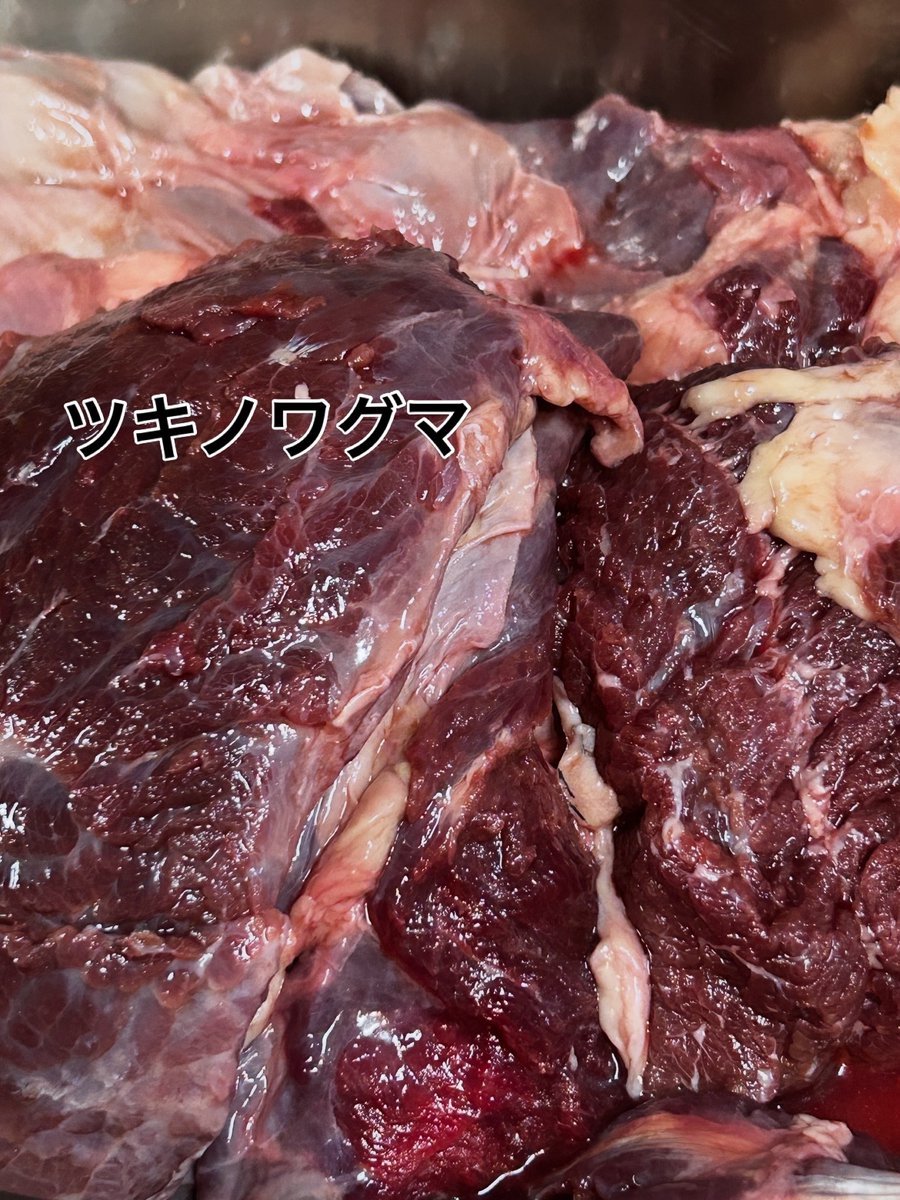shunsaifujifuji's tweet photo. ツキノワグマ入荷しました🐻

絶賛仕込み中。どんな料理になるかお楽しみに〜✨

ヒグマのハツは現在ご提供中です！是非食べにきてくださいね😊 https://t.co/pkpA9gdzFm