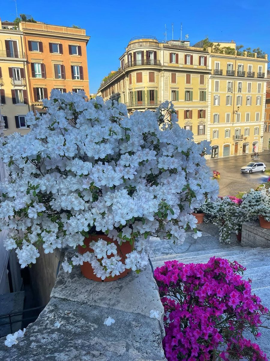 MinervaArmata's tweet image. Sabato
#Roma