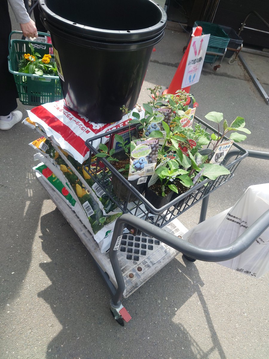 k46p0j's tweet photo. ホームセンターで爆買い。
ブルーベリー、トマト、茄子、ピーマン、青じその苗と土とブルーベリー用のポットなど https://t.co/obkiovrBIX
