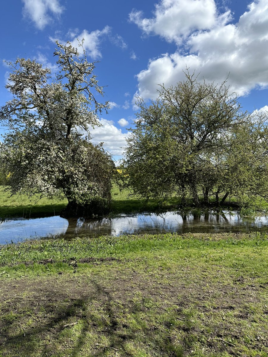 HelenIbbott's tweet image. ..
📱🎞️🥾

A Red Kite gliding silently against the sun and surveying its territory of fields, water and trees.

🫶🏼 #VillageLife
💚 #Spring2026