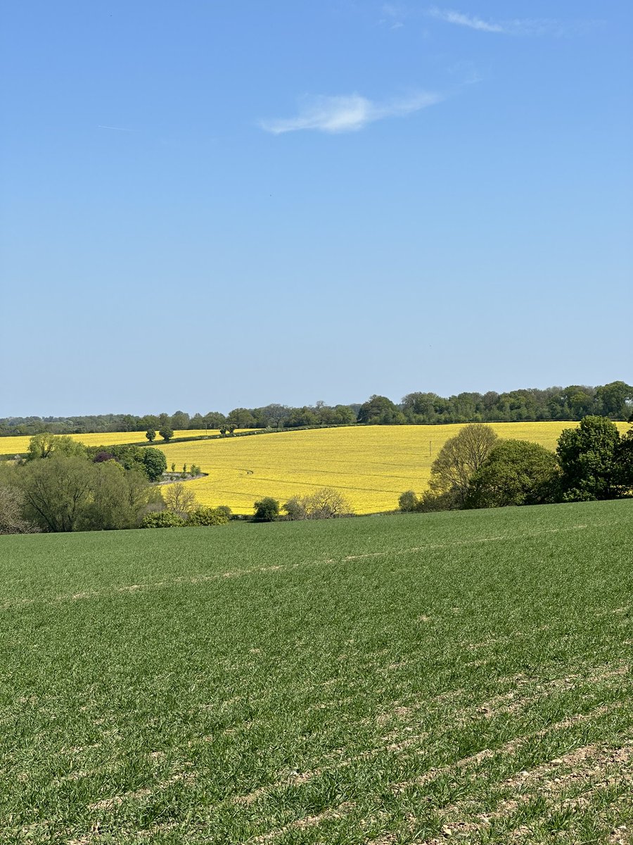 HelenIbbott's tweet image. ..
📱🎞️🥾

A Red Kite gliding silently against the sun and surveying its territory of fields, water and trees.

🫶🏼 #VillageLife
💚 #Spring2026