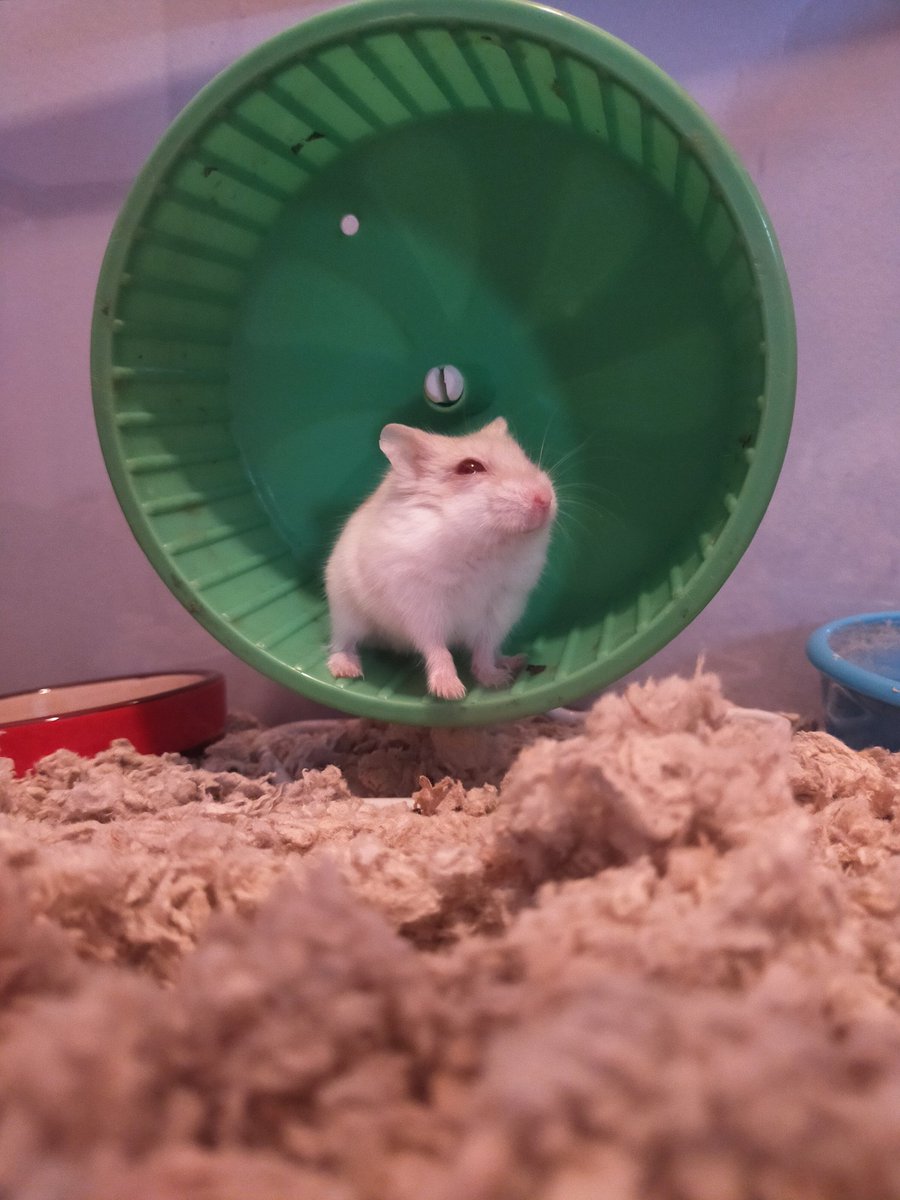 vanilly 🐹🍦 tweet media