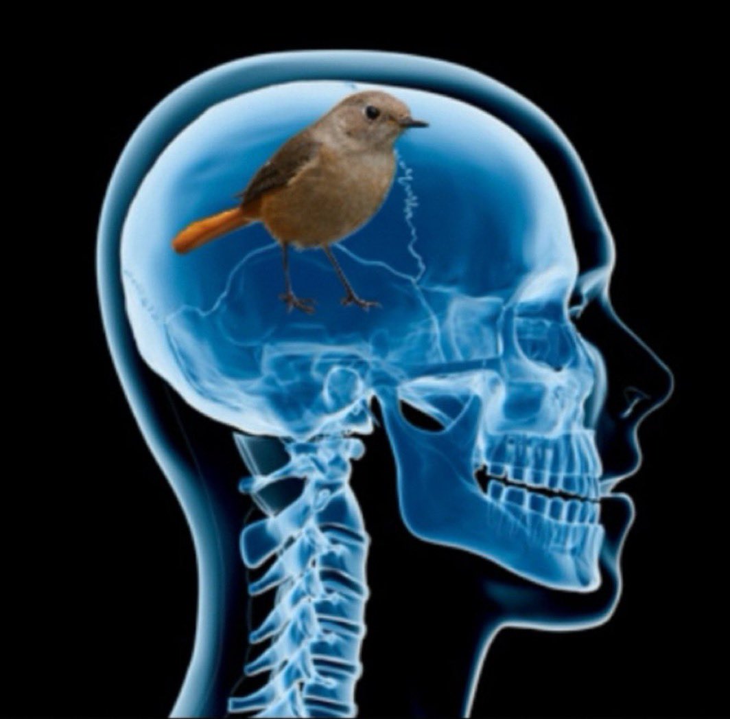 nonverbal tweet media