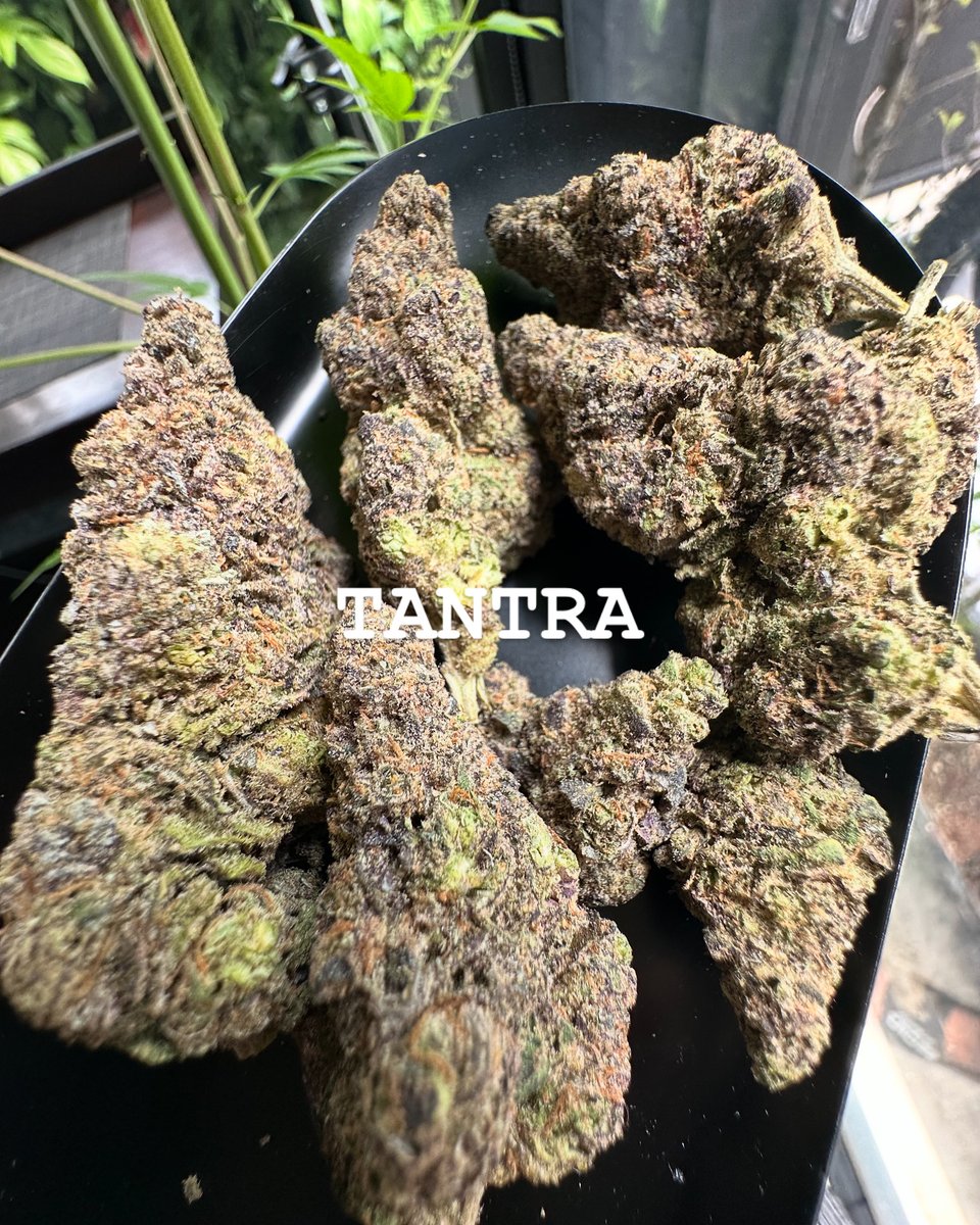 TANTRA - 坦特罗 tweet media