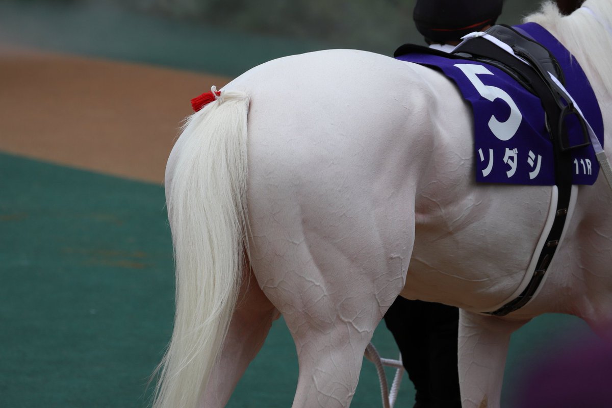 競馬場で盗撮て、魅力的な尻がたくさん歩いてるところで何バカなことしてるんですか