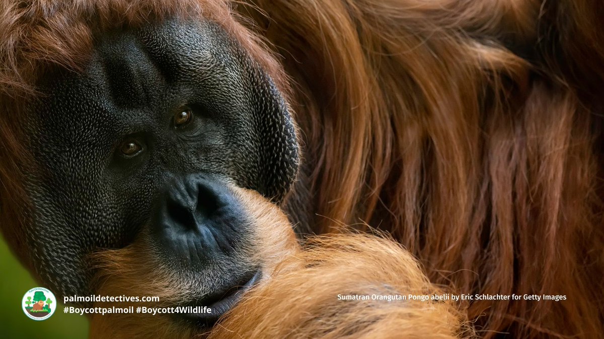 PalmOilDetect's tweet image. #News: #Palmoil destroys #UNESCO heritage protected part of #Borneo! 🌴🔥 3,000ha of #orangutan habitat plundered in 2025 and #Indigenous land stolen. 🛑🙊 ACT NOW AND #BoycottPalmOil #Boycott4Wildlife news.mongabay.com/2026/03/palm-o…