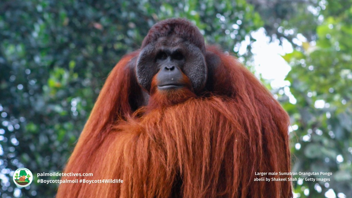PalmOilDetect's tweet image. #News: #Palmoil destroys #UNESCO heritage protected part of #Borneo! 🌴🔥 3,000ha of #orangutan habitat plundered in 2025 and #Indigenous land stolen. 🛑🙊 ACT NOW AND #BoycottPalmOil #Boycott4Wildlife news.mongabay.com/2026/03/palm-o…