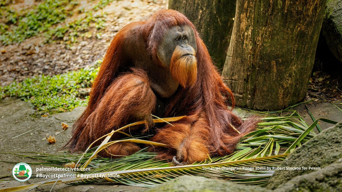 PalmOilDetect's tweet image. #News: #Palmoil destroys #UNESCO heritage protected part of #Borneo! 🌴🔥 3,000ha of #orangutan habitat plundered in 2025 and #Indigenous land stolen. 🛑🙊 ACT NOW AND #BoycottPalmOil #Boycott4Wildlife news.mongabay.com/2026/03/palm-o…
