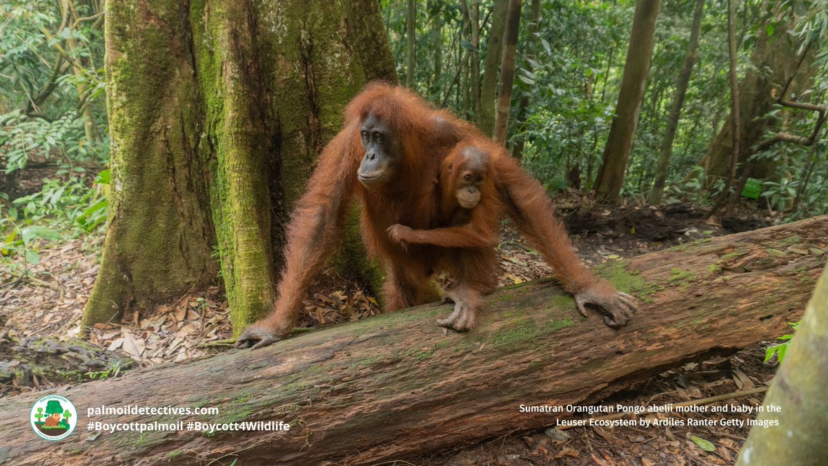 PalmOilDetect's tweet image. #News: #Palmoil destroys #UNESCO heritage protected part of #Borneo! 🌴🔥 3,000ha of #orangutan habitat plundered in 2025 and #Indigenous land stolen. 🛑🙊 ACT NOW AND #BoycottPalmOil #Boycott4Wildlife news.mongabay.com/2026/03/palm-o…
