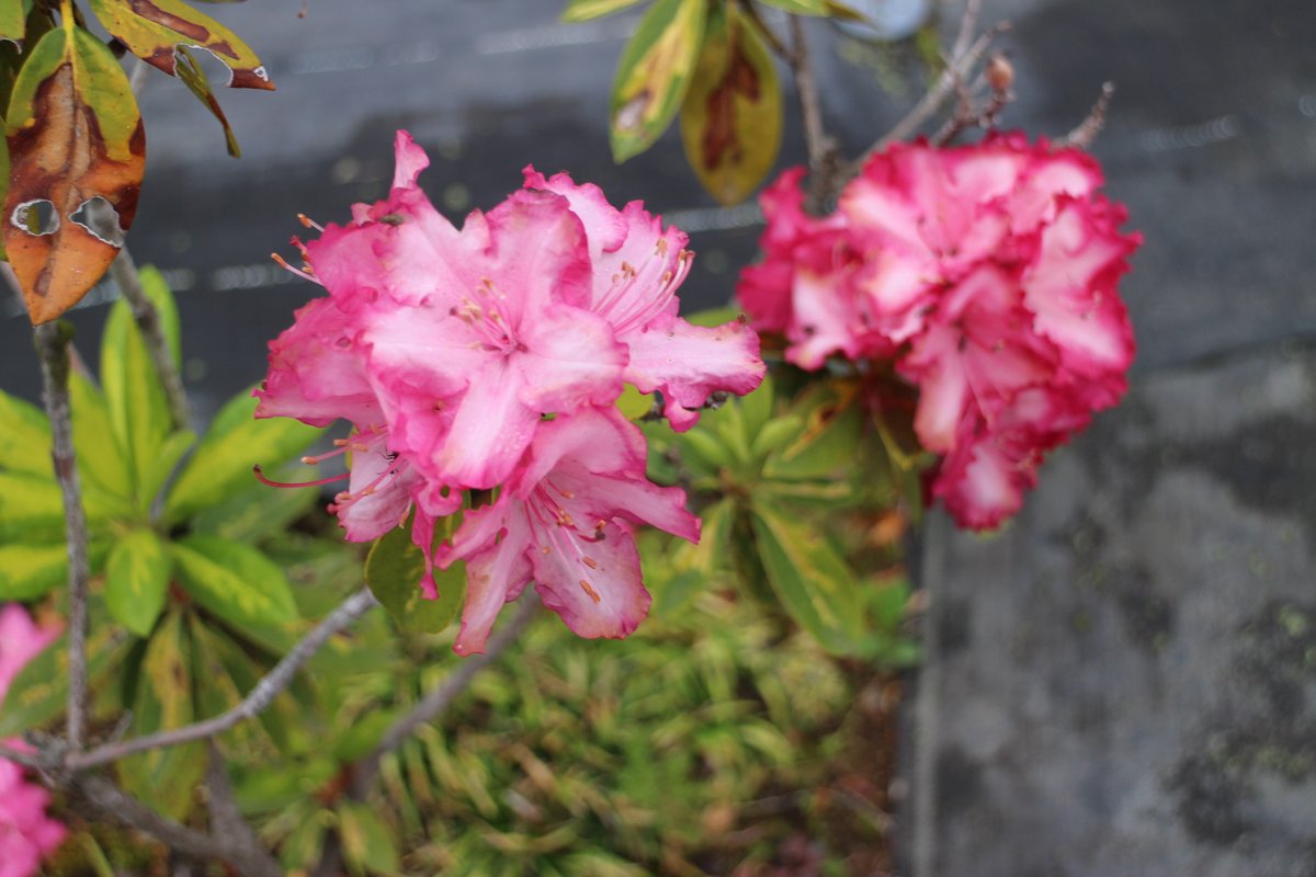 亀田かつおぶし tweet media