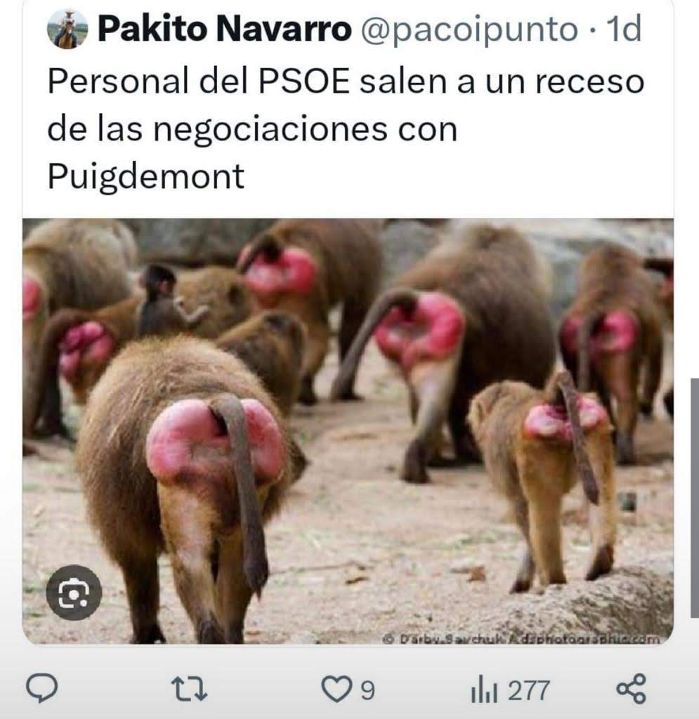 Mosqueteroﻥ tweet media