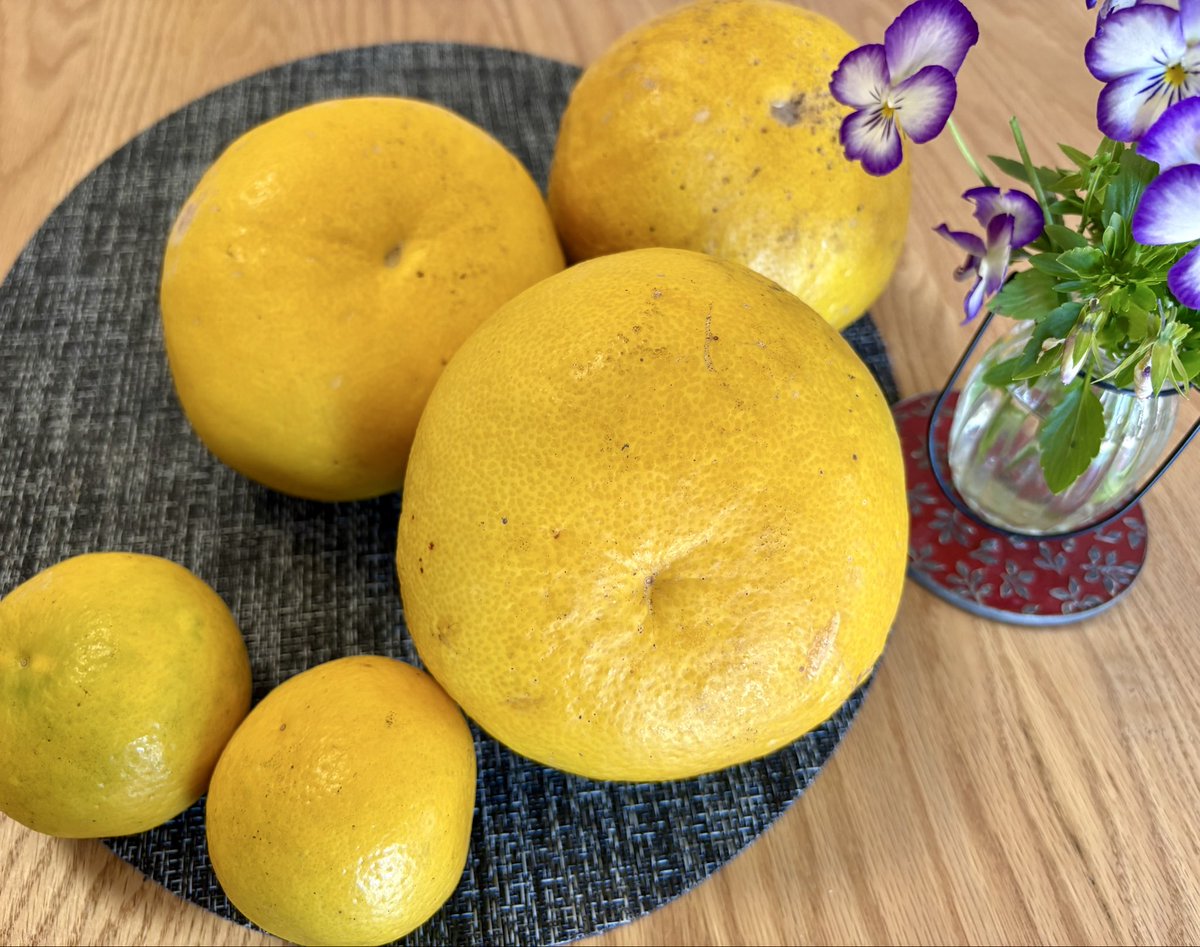 Romi1006kh's tweet photo. 近所の方から文旦と小夏をいただいた🍊
ご実家が高知なので、この時期に毎年お里帰りのお土産でいただくことが多い。柑橘系はどれも美味しいけれど、文旦はその中でも大好き😍💛 https://t.co/5QFfVuWJ5e