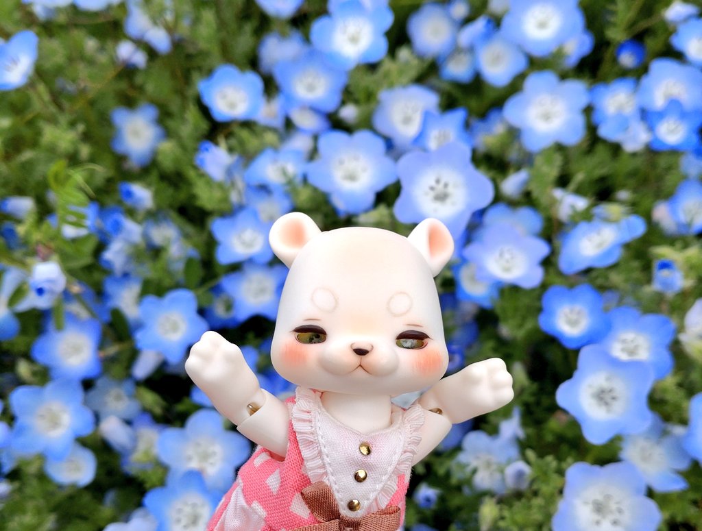 toyc7's tweet photo. この前見てきたネモフィラとポピー🌼 https://t.co/5AfoHFVQEX
