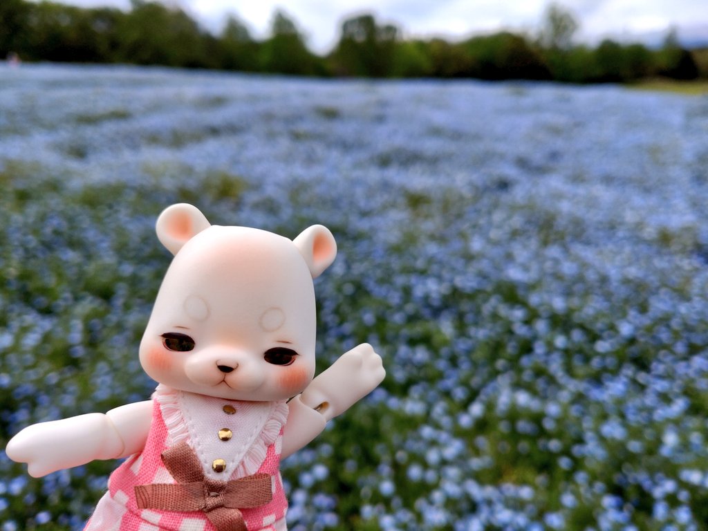 toyc7's tweet photo. この前見てきたネモフィラとポピー🌼 https://t.co/5AfoHFVQEX