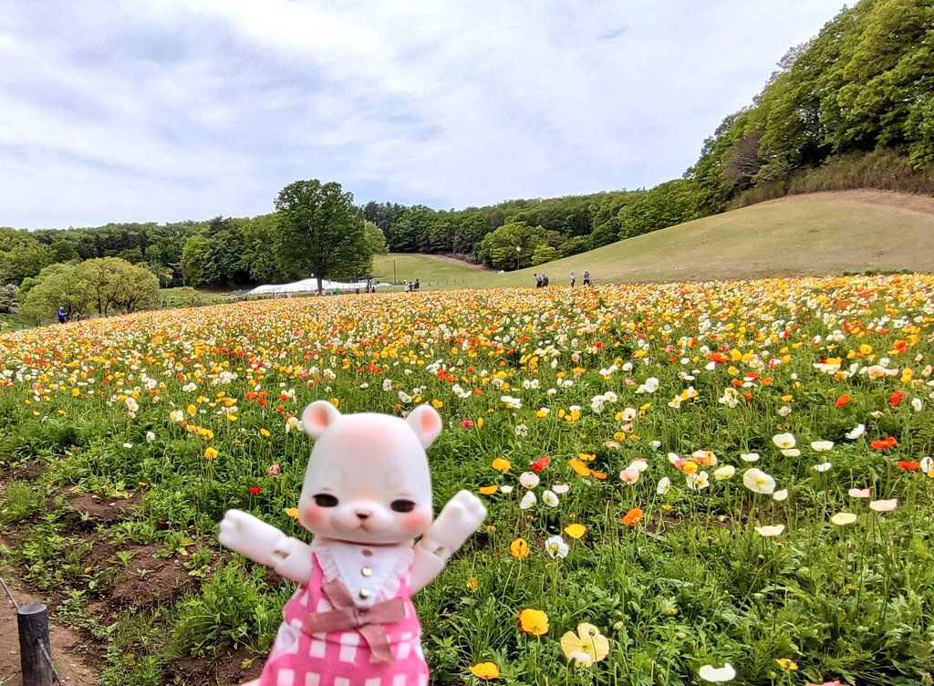 toyc7's tweet photo. この前見てきたネモフィラとポピー🌼 https://t.co/5AfoHFVQEX