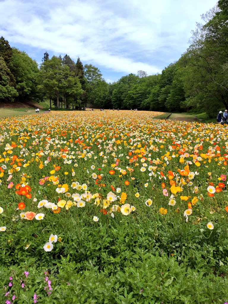 toyc7's tweet photo. この前見てきたネモフィラとポピー🌼 https://t.co/5AfoHFVQEX