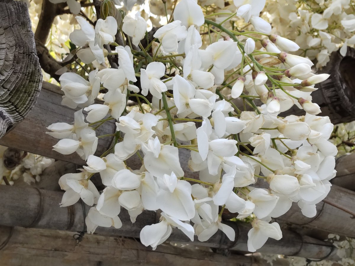 こんにちは
今日、南相馬市
某寺に所用でいったら
白い藤の花が…🙂
甘い匂いに誘われました

#藤 
#空ネット 
#シェア天