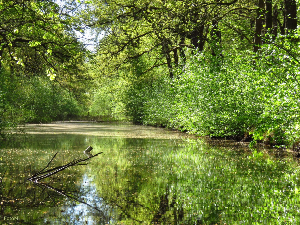 Margreeth0_0's tweet photo. GM☕️ Vandaag rustig opstarten en dan werk van half 12 tot 8 uur. In het Mensinghebos zijn de lentekleuren prachtig frisgroen. Fijne zaterdag, geniet nog even van de zon, have a lovely day🌿 #thephotohour #Naturephotographer #NatureIsAwesome #springcolors #lente #natuur #liefde https://t.co/B9d2LytgjQ