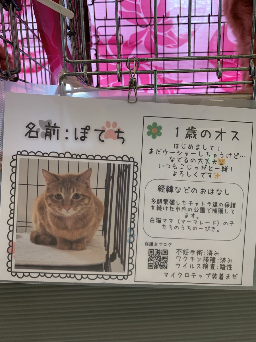 モトニャワタ⭐︎5/3(日)譲渡会🐱初🔰ペテモ市川妙典 tweet media