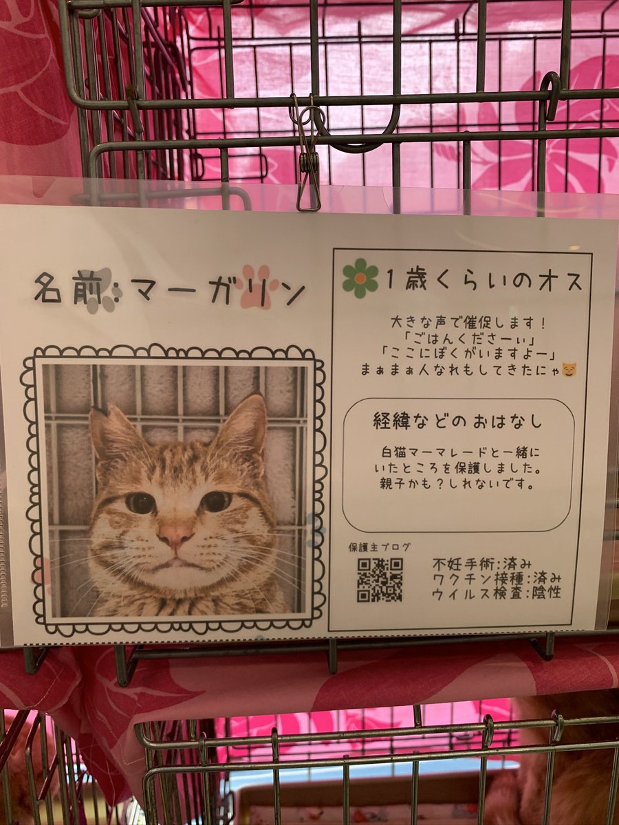 モトニャワタ⭐︎5/3(日)譲渡会🐱初🔰ペテモ市川妙典 tweet media