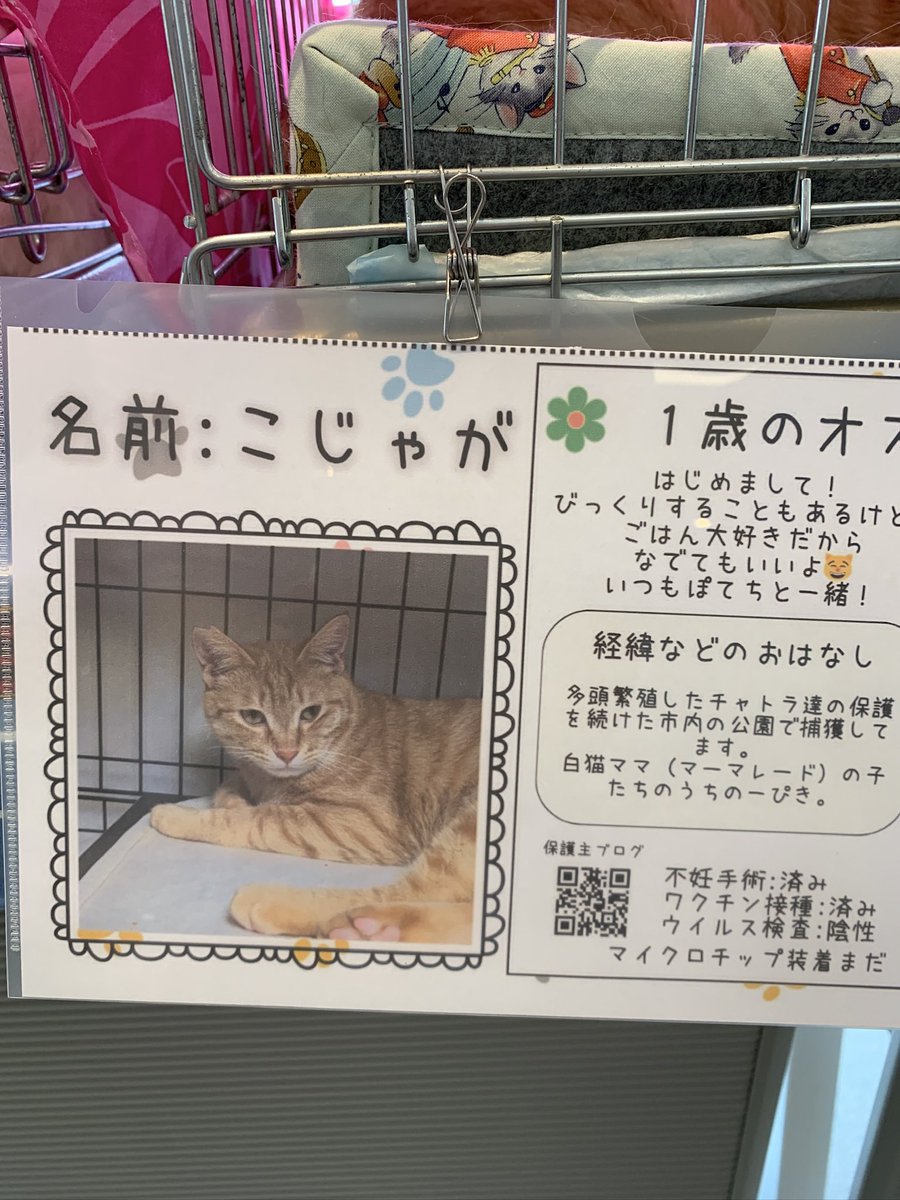 モトニャワタ⭐︎5/3(日)譲渡会🐱初🔰ペテモ市川妙典 tweet media