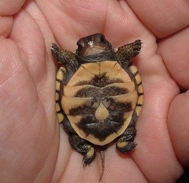 Nature is Phenomenal tweet media