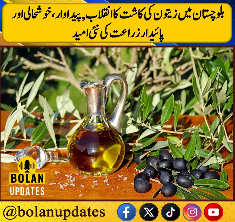 Bolan Updates tweet media
