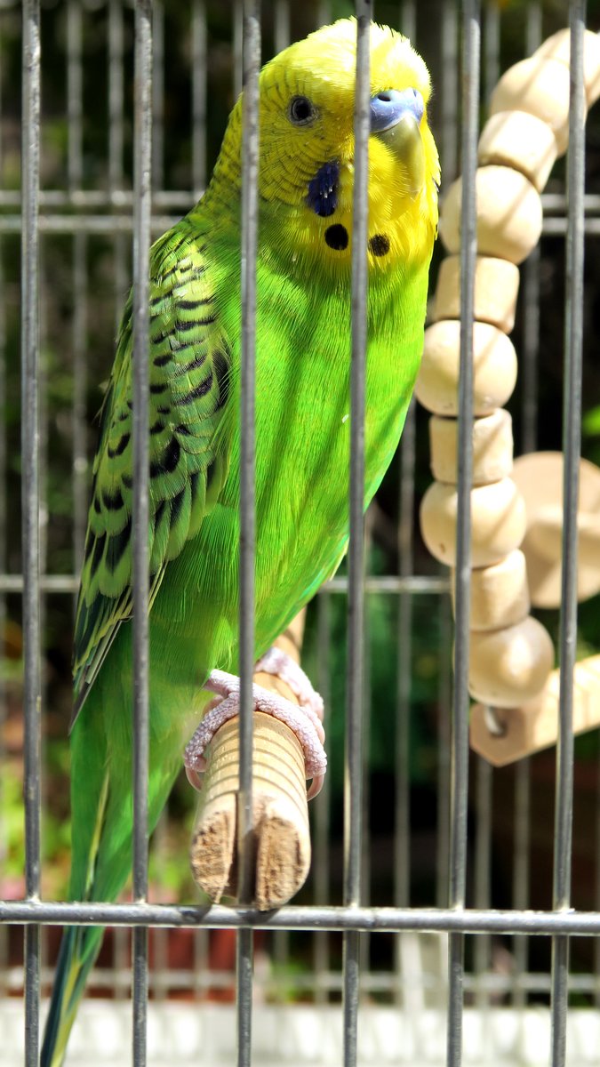 せきせいいんこ セキセイインコ