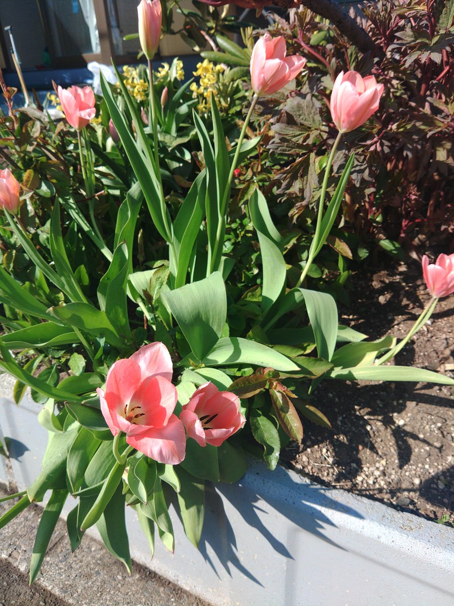 チューリップ様•*¨*•.¸♬︎ チューリップ🌷咲いた😃✨ #北海道 #札幌 #チューリップ