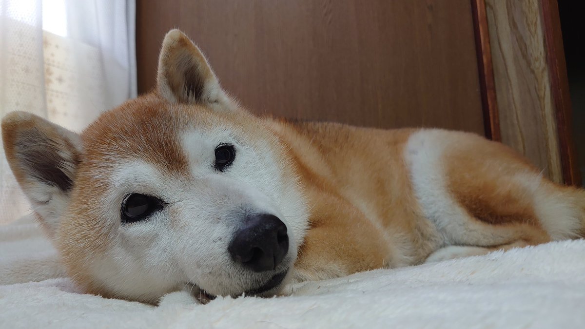rin__meko's tweet photo. 家でのんびりしてる柴犬
#柴犬
#柴犬を崇めよ
#柴犬のいる暮らし https://t.co/qxnqGT9kfs