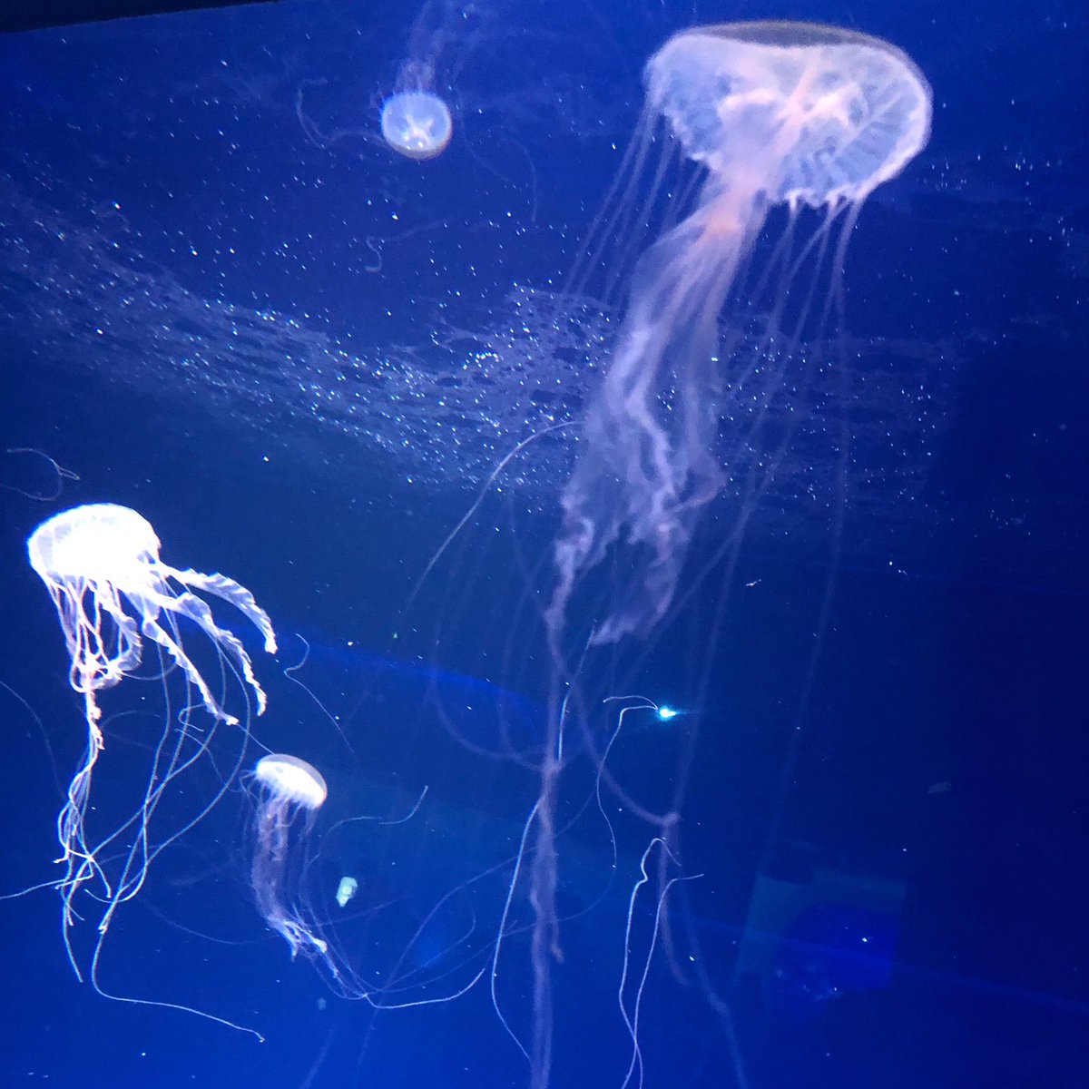 pu__sui's tweet photo. ଳ ଳ ଳ ♡

食べ歩したあと江ノ島水族館行ってきた！
癒された〜〜〜 https://t.co/WnGPMNxpBF