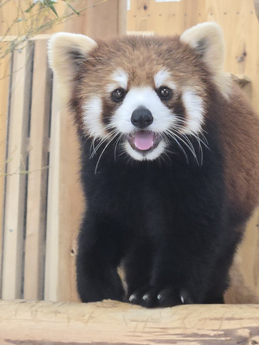 豊橋総合動植物公園（のんほいパーク） tweet media