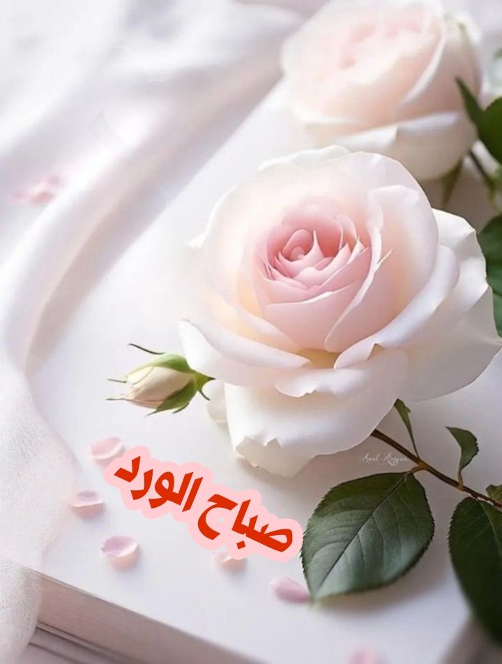 اربعيني sayf aleiraqii tweet media